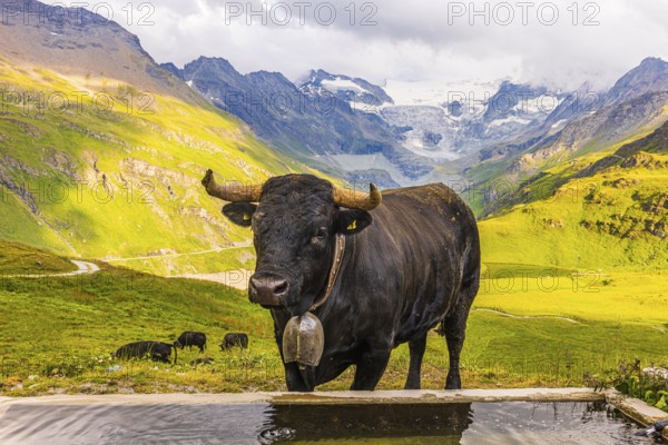 Black cow with large cowbell at a water trough, on an alpine pasture above Grimentz, with the Moiry glacier in the background, Val d'Anniviers, Valais Alps, Canton Valais, Switzerland