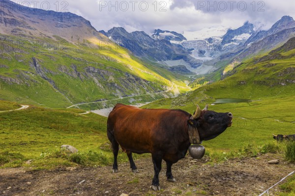 Red-brown cow on an alpine pasture above Grimentz, with the Moiry glacier in the background, Val d'Anniviers, Valais Alps, Canton Valais, Switzerland