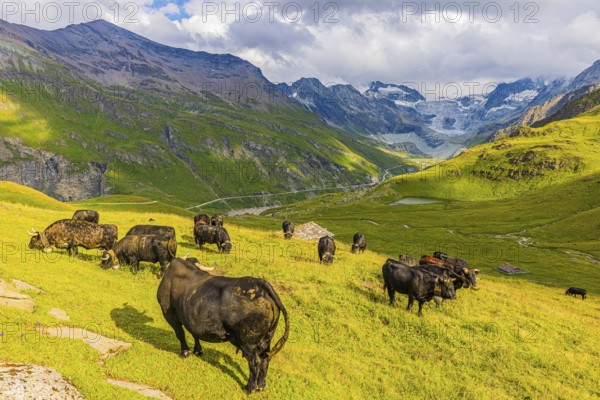 Cows grazing on an alpine meadow, above Grimentz, with the Moiry glacier in the background, Val d'Anniviers, Valais Alps, Canton Valais, Switzerland