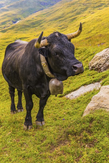 Black cow with large cowbell, on an alpine pasture above Grimentz, Val d'Anniviers, Valais Alps, Canton Valais, Switzerland