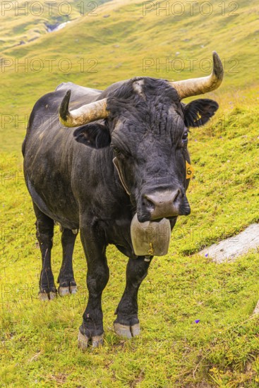 Black cow with large cowbell, on an alpine pasture above Grimentz, Val d'Anniviers, Valais Alps, Canton Valais, Switzerland