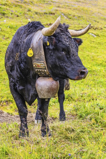 Black cow with large cowbell, on an alpine pasture above Grimentz, Val d'Anniviers, Valais Alps, Canton Valais, Switzerland