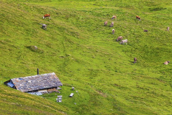 Alpine hut in a green alpine meadow with grazing cows, above Grimentz, Val d'Anniviers, Valais Alps, Canton Valais, Switzerland