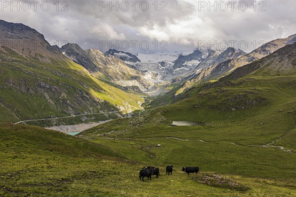 Cows grazing on an alpine meadow, above Grimentz, with the Moiry glacier in the background, Val d'Anniviers, Valais Alps, Canton Valais, Switzerland