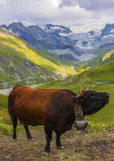 Red-brown cow on an alpine pasture above Grimentz, with the Moiry glacier in the background, Val d'Anniviers, Valais Alps, Canton Valais, Switzerland
