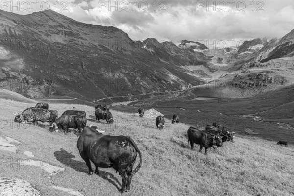 Cows grazing on an alpine meadow, black and white photograph, above Grimentz, with the Moiry glacier in the background, Val d'Anniviers, Valais Alps, Canton Valais, Switzerland