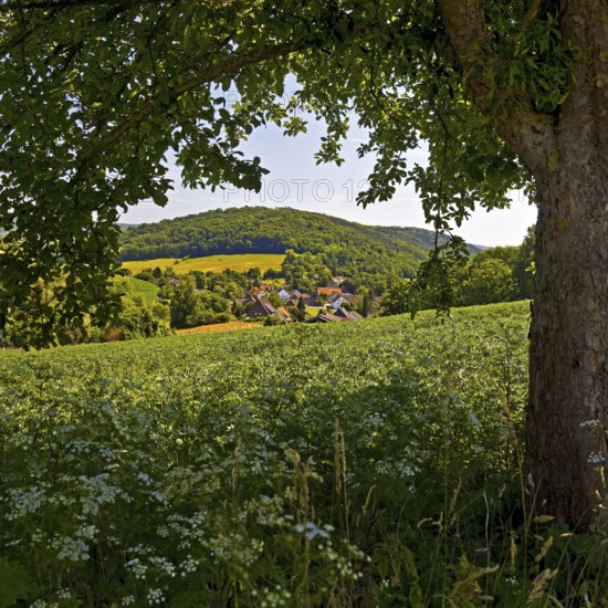 Landscape in the Weserbergland, Bodenwerder, Münchhausenstadt, Lower Saxony, Germany
