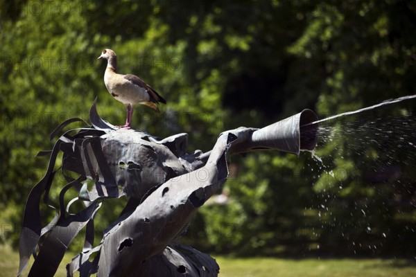 A Nile goose sits on the water-spouting Triton Fountain, Bad Nauheim, Hesse, Germany