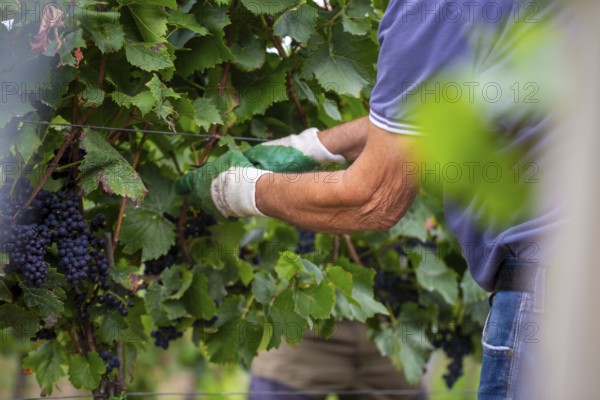 Grape grape harvest: Hand-picking Pinot Noir grapes in the Palatinate