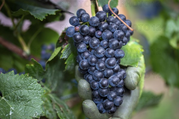 Grape grape harvest: Hand-picking Pinot Noir grapes in the Palatinate