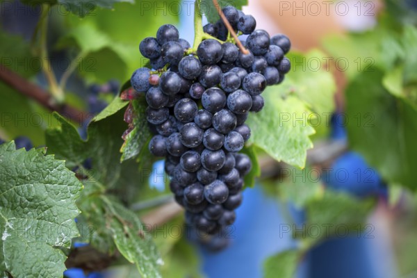 Grape grape harvest: Hand-picking Pinot Noir grapes in the Palatinate