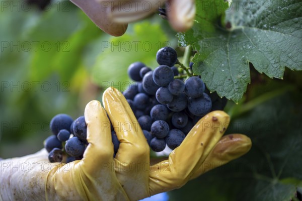 Grape grape harvest: Hand-picking Pinot Noir grapes in the Palatinate