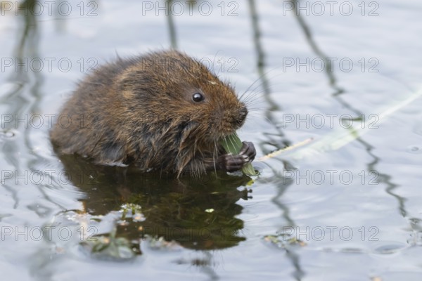 Water vole (Arvicola amphibius) adult animal eating a reed leaf in a pond in the summer, England, United Kingdom
