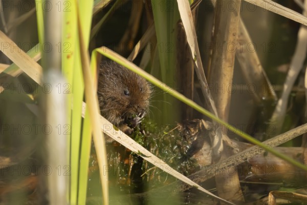Water vole (Arvicola amphibius) adult animal eating pond weed on a lake in the summer, England, United Kingdom