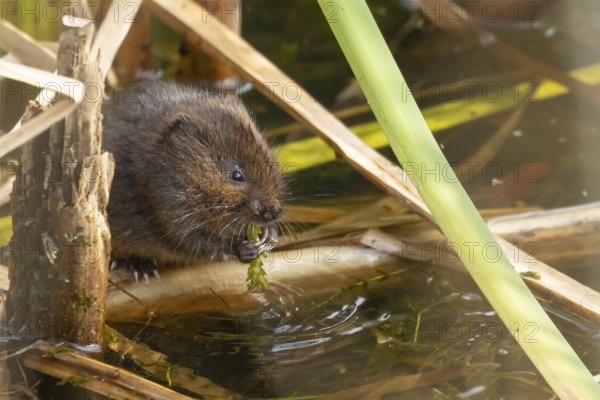 Water vole (Arvicola amphibius) adult animal eating pond weed on a lake in the summer, England, United Kingdom
