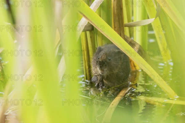 Water vole (Arvicola amphibius) adult animal in a pond in the summer, England, United Kingdom