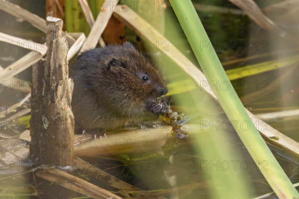 Water vole (Arvicola amphibius) adult animal eating pond weed on a lake in the summer, England, United Kingdom