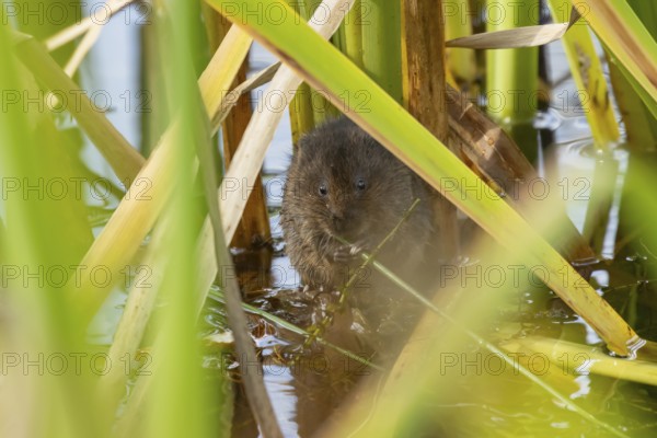 Water vole (Arvicola amphibius) adult animal eating a reed stem in a pond in the summer, England, United Kingdom