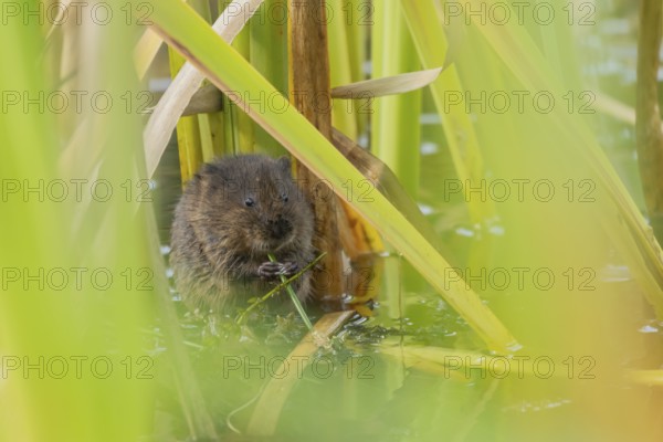 Water vole (Arvicola amphibius) adult animal eating a reed stem in a pond in the summer, England, United Kingdom