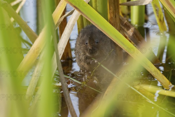 Water vole (Arvicola amphibius) adult animal eating a reed stem in a pond in the summer, England, United Kingdom