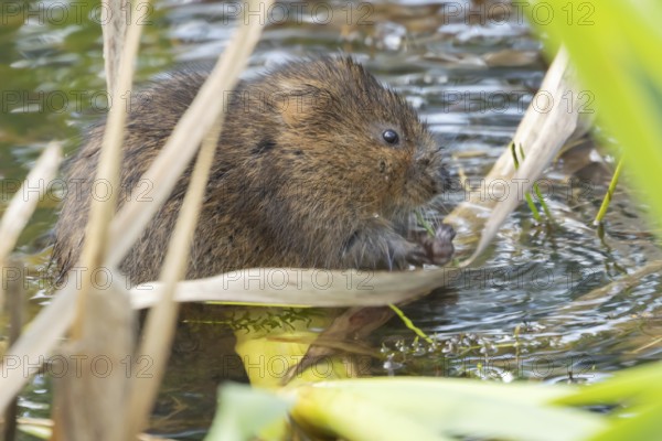 Water vole (Arvicola amphibius) adult animal eating a reed stem in a pond in the summer, England, United Kingdom