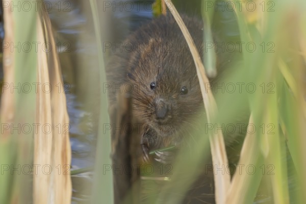 Water vole (Arvicola amphibius) adult animal eating a reed stem in a pond in the summer, England, United Kingdom