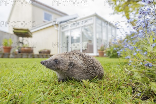 European hedgehog (Erinaceus europaeus) adult on a garden grass lawn with a house in the background, England, United Kingdom