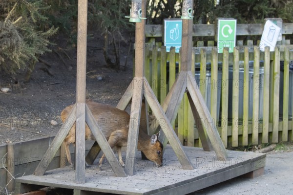 Muntjac deer (Muntiacus reevesi) adult animal feeding underneath bird feeders, RSPB Minsmere nature reserve, Suffolk, England, United Kingdom