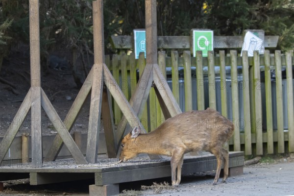 Muntjac deer (Muntiacus reevesi) adult animal feeding underneath bird feeders, RSPB Minsmere nature reserve, Suffolk, England, United Kingdom