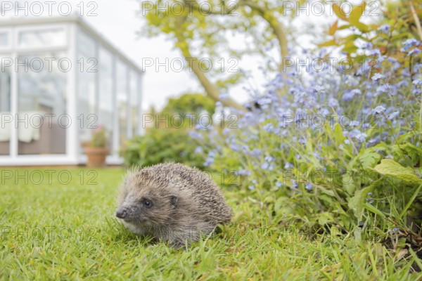 European hedgehog (Erinaceus europaeus) adult animal on a garden grass lawn with a house in the background, England, United Kingdom