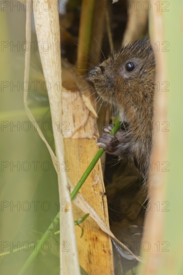 Water vole (Arvicola amphibius) adult animal eating a reed stem in a pond in the summer, England, United Kingdom