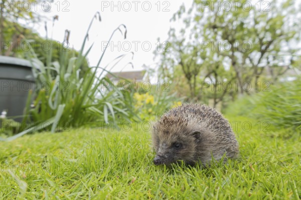 European hedgehog (Erinaceus europaeus) adult animal on a garden grass lawn, England, United Kingdom