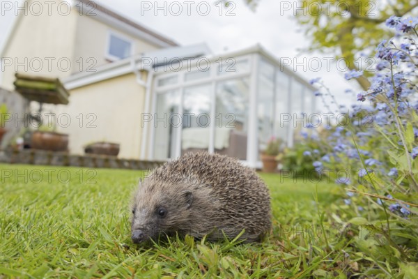 European hedgehog (Erinaceus europaeus) adult on a garden grass lawn with a house in the background, England, United Kingdom
