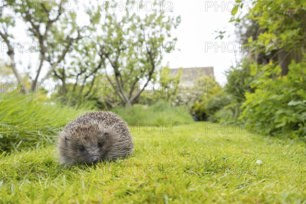 European hedgehog (Erinaceus europaeus) adult animal on a garden grass lawn, England, United Kingdom