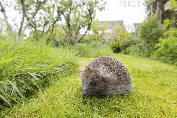 European hedgehog (Erinaceus europaeus) adult animal on a garden grass lawn, England, United Kingdom