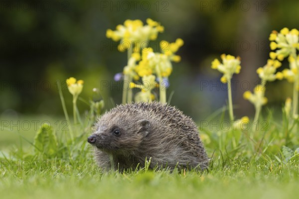 European hedgehog (Erinaceus europaeus) adult animal on a garden grass lawn with Cowslip flowers in spring, England, United Kingdom