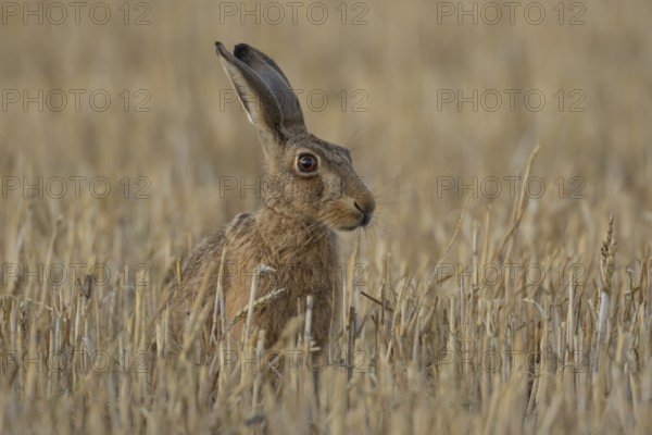 European brown hare (Lepus europaeus) adult animal in a farmland stubble field in the summer, England, United Kingdom