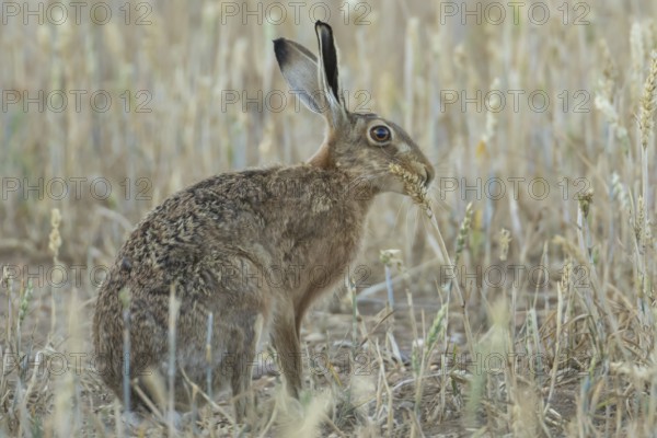 European brown hare (Lepus europaeus) adult animal eating a wheat sheath in a farmland field in the summer, England, United Kingdom