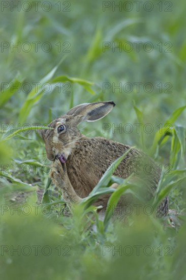 European brown hare (Lepus europaeus) adult animal washing its foot in a farmland maize field, England, United Kingdom