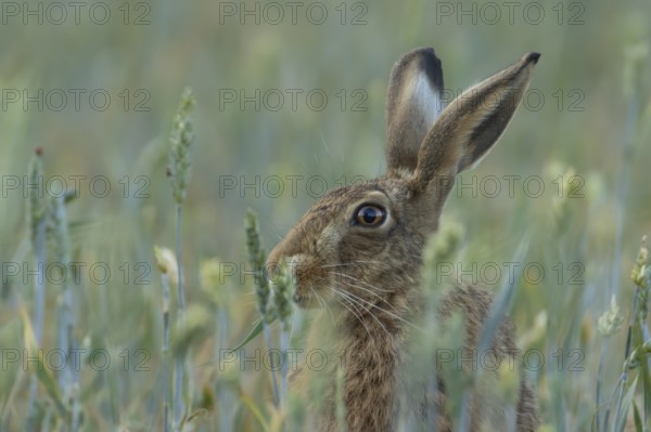 European brown hare (Lepus europaeus) adult animal eating a wheat sheath in a farmland field in the summer, England, United Kingdom