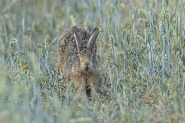 European brown hare (Lepus europaeus) adult animal stretching in a farmland wheat field in the summer, England, United Kingdom