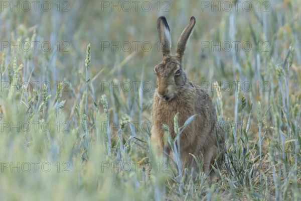 European brown hare (Lepus europaeus) adult animal in a farmland wheat field in the summer, England, United Kingdom