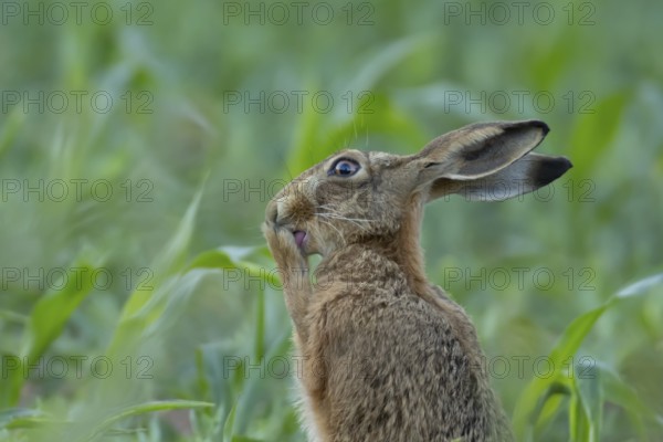 European brown hare (Lepus europaeus) adult animal washing its feet, England, United Kingdom