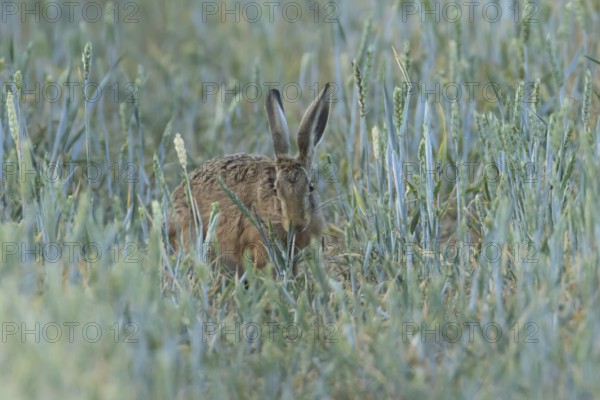 European brown hare (Lepus europaeus) adult animal in a farmland wheat field in the summer, England, United Kingdom