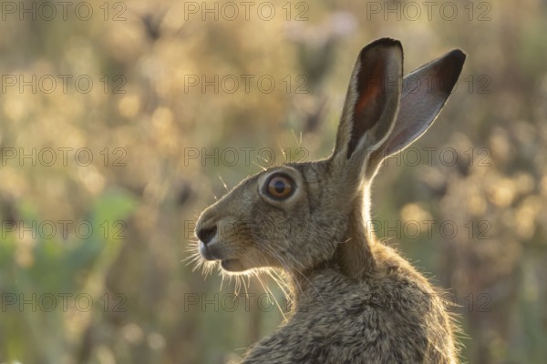 European brown hare (Lepus europaeus) adult animal head portrait, England, United Kingdom
