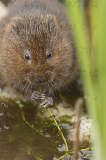 Water vole (Arvicola amphibius) adult animal eating pond weed on a lake in the summer, England, United Kingdom