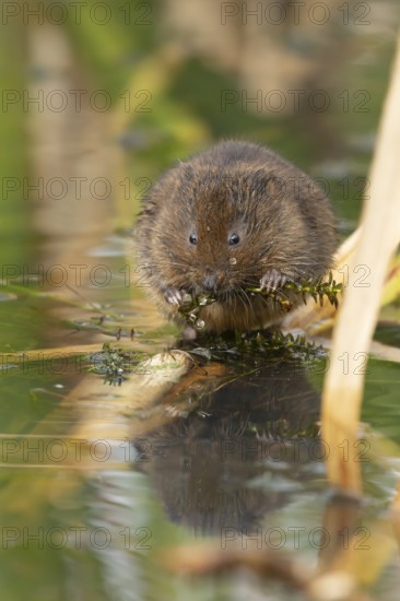 Water vole (Arvicola amphibius) adult animal eating pond weed on a lake in the summer, England, United Kingdom