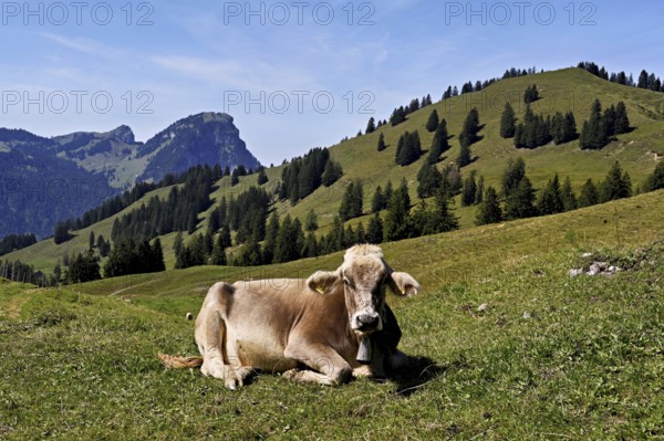 Brown Swiss cattle, cow sitting in meadow on an alp, behind the small and large Aubrig, Innerthal, Canton, Schwyz, Switzerland