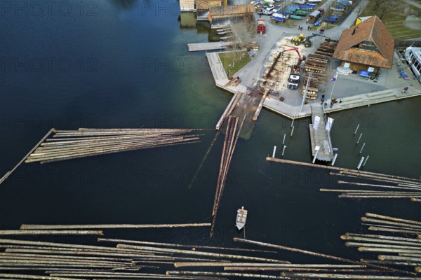 Raft of felled tree trunks at the landing stage where the trunks are pulled ashore and cut to size for loading onto the lorry, Rafting 2025, Unterägeri, Canton, Zug, Switzerland