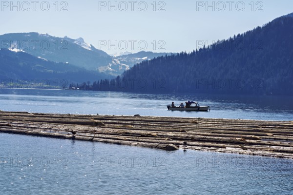 Forestry workers float a raft of felled tree trunks from the Bergmatt across the Ägerisee to the harbour, rafting 2025, Unterägeri, Canton, Zug, Switzerland